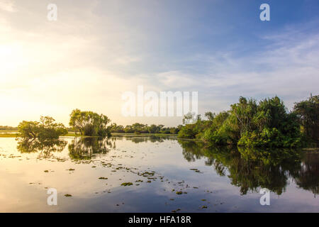 Kakadu, gelb Wasser Billabong, Australien Stockfoto