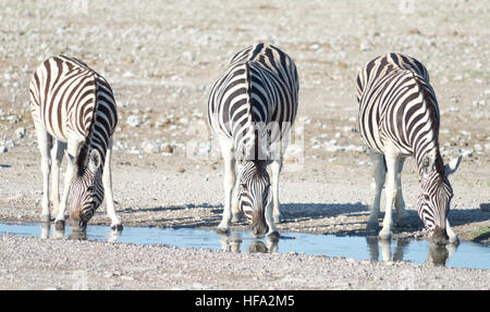 Zebras am Wasserloch in Afrika Stockfoto