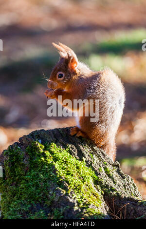 Junge rote Eichhörnchen sitzend Verzehr von Nüssen mit seinem roten Furl fangen das Sonnenlicht in einem englischen Holz Stockfoto