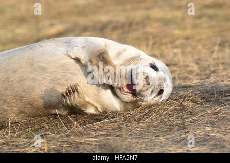 Grey seal Pup Lachen am Strand Stockfoto