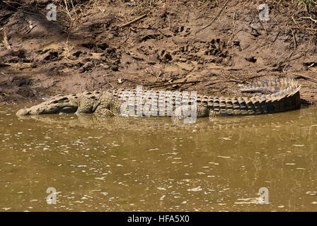 Großes Krokodil im niedrigen Wasserstand Grumeti Fluss wartet geduldig auf die nächste Wanderung der Gnus zu kommen Stockfoto