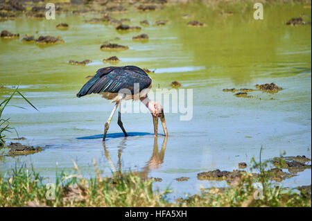 Marabu Storch auf der Suche nach Nahrung Stockfoto