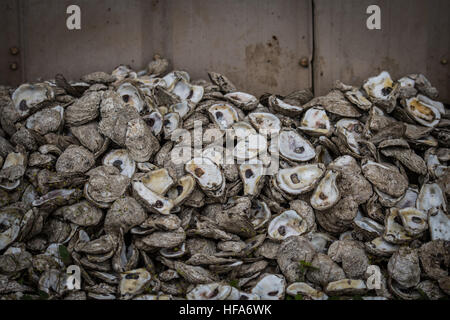 Austern Muscheln gegen Wand in einem industriellen Fischerei-Gebiet Stockfoto