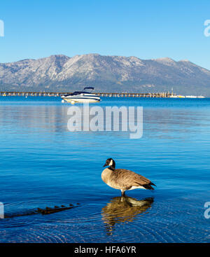 Kanada-Gans am Lake Tahoe Stockfoto