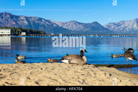 Kanadagänse und Enten am Lake Tahoe Stockfoto