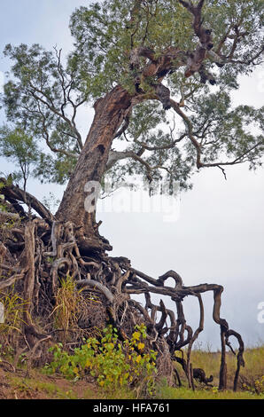 Alter Baum mit exponierten verschlungenen Wurzeln auf einer erodierten Trockenfluss Wasserrinne in Ackerland, New-South.Wales, Australien. Stockfoto