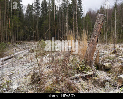 Waldlichtung im Winter oder späten off Herbst, gesägten Baumstämme gefrostet Feld und dunklen Koniferen, Oslo Norwegen Stockfoto