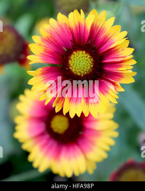 Die gelben und roten Blüten des Gaillardia Pulchella 'Picta' auch bekannt als Decke Blume. Stockfoto