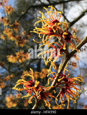 Die sonnigen Blüten der Hamamelis Mollis auch bekannt als chinesische Zaubernuss, ein Winter blühenden Strauch aus China. Stockfoto