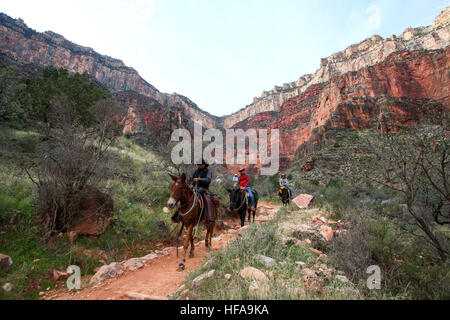 Fahrer auf Maultiere Grand Canyon National Park, Arizona, USA Stockfoto