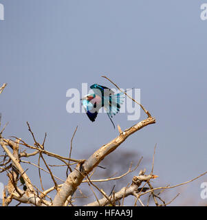 Die Lilac-breasted Roller eine atemberaubend bunte Vogel im Flug lebendige blau lila & rosa Gefieder Schwanzfedern verteilt Stockfoto