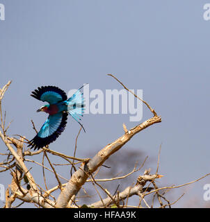 Die Lilac-breasted Roller eine atemberaubend bunte Vogel im Flug lebendige blau lila & rosa Gefieder Schwanzfedern verteilt Stockfoto