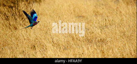 Lilac-breasted Roller eine atemberaubend schöne große Corvid Vogelgröße mit hellen türkis blaue Gefieder auffallend bunt Stockfoto