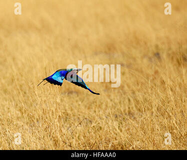 Lilac-breasted Roller eine atemberaubend schöne große Corvid Vogelgröße mit hellen türkis blaue Gefieder auffallend bunt Stockfoto