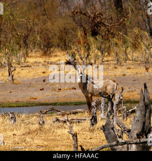 Herde von schönen sehr geheimnisvoll Pferdeantilopen herab in das Okavango Delta zu trinken Stockfoto