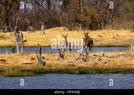 Herde von schönen sehr geheimnisvoll Pferdeantilopen herab in das Okavango Delta zu trinken Stockfoto