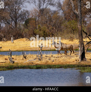 Herde von schönen sehr geheimnisvoll Pferdeantilopen herab in das Okavango Delta zu trinken Stockfoto