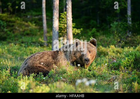 Bären im Wald liegen Stockfoto