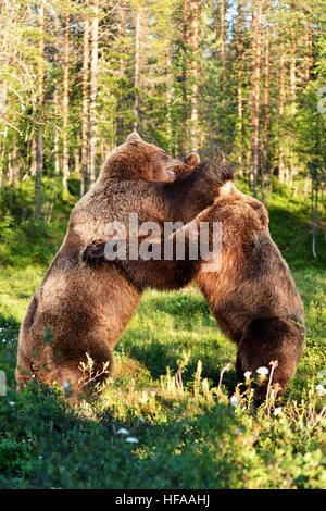 Bären kämpfen Stockfoto