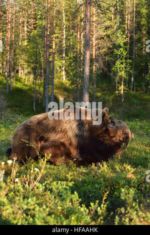 Bär zu kämpfen. Bär Ringen. Bär angreifen. Tierische Kampf. Stockfoto