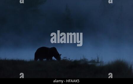 Braunbär in der Nacht in einem nebligen Taiga. Braunbär-Kontur im Nebel. Stockfoto