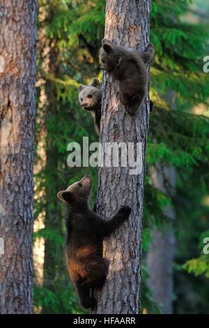 Bär Jungtiere Klettern auf einen Baum Stockfoto