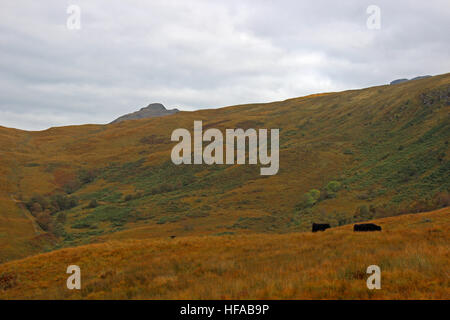 Zwei Kühe weiden auf Ben Lomond, The Trossachs National Park-Schottland Stockfoto