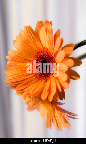 Orange Gerbera mit Tautropfen auf einem Spiegel Stockfoto