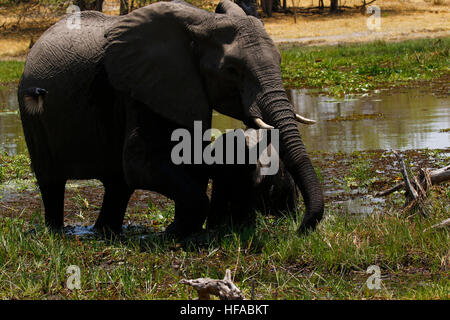 Matriarchin afrikanischen Elefanten mit ihren niedlichen Baby & der Rest der Herde in Anwesenheit Stockfoto