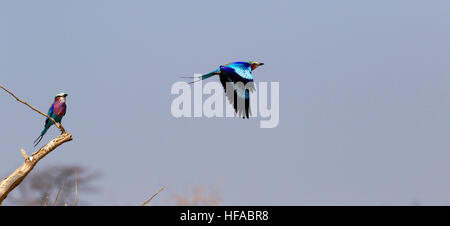 Die Lilac-breasted Roller eine atemberaubend bunte Vogel im Flug lebendige blau lila & rosa Gefieder Schwanzfedern verteilt Stockfoto