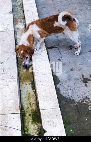 Hund Trinkwasser aus einem Kanal in der Straße, Mercaderes, La Havanna, Kuba. Stockfoto