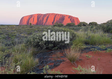 früh morgens am Uluru Wahrzeichen und Wüstenflora gegen blauen Himmel im Nationalpark northern Territory Australien Stockfoto