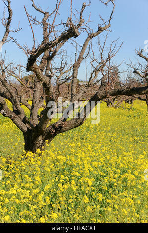 Gelben Senf Blüten in Apricot Orchard Stockfoto