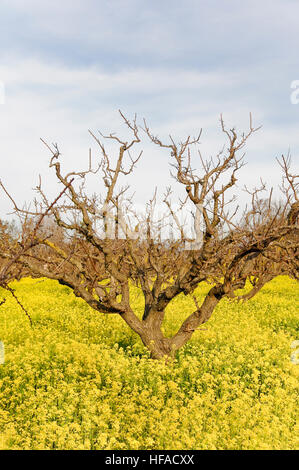 Gelben Senf Blüten in Apricot Orchard Stockfoto