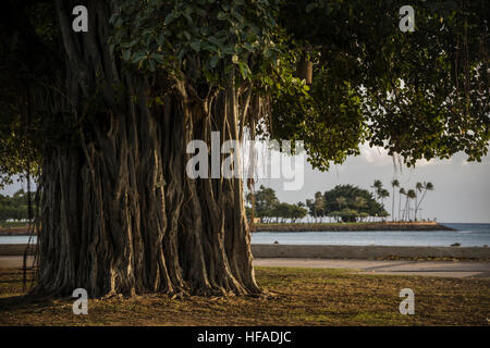 Ein Banyanbaum im Ala Moana Beach Park in Honolulu. Stockfoto