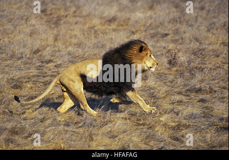 African Lion, Panthera Leo, Männlich ausgeführt Stockfoto