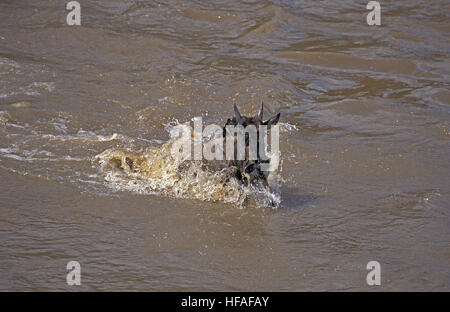 Gnus, Connochaetes Taurinus, Mara Fluss überquert, während der Migration, Masai Mara-Park in Kenia Stockfoto