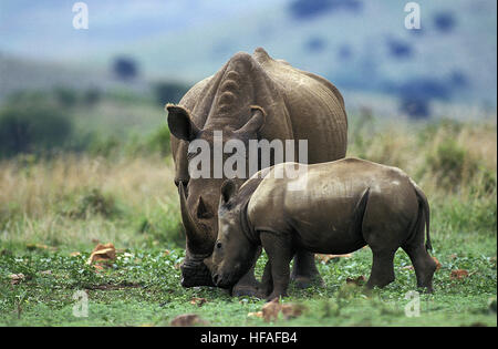 Breitmaulnashorn, Ceratotherium Simum, Mutter und Kalb, Südafrika Stockfoto