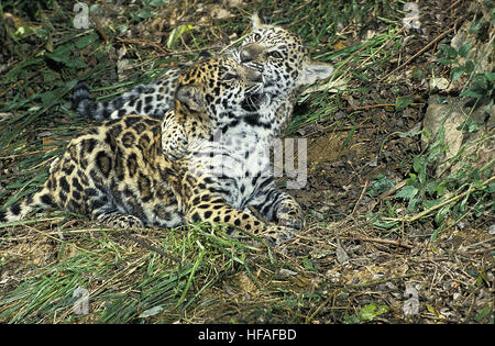 Jaguar, Panthera Onca Cub spielen Stockfoto