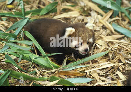 Roter Panda Ailurus Fulgens, Young Stockfoto