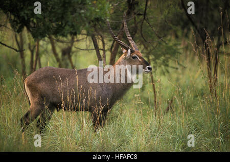 Defassa-Wasserbock, Kobus Ellipsiprymnus Defassa, Männlich, Masai Mara-Park in Kenia Stockfoto