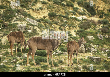 Große Kudu, Tragelaphus Strepsiceros, Männchen und Weibchen, Kenia Stockfoto