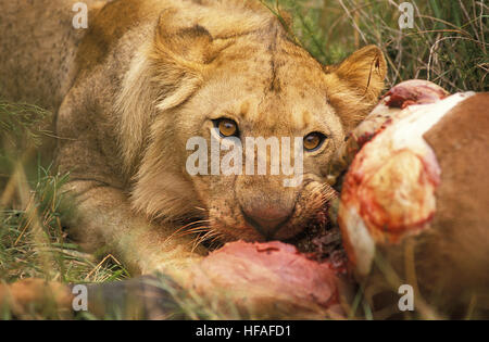 African Lion, Panthera Leo, Weiblich auf einem Kill, ein Topi Masai Mara Park in Kenia Stockfoto