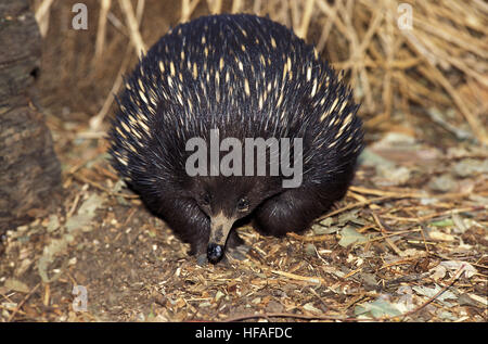 Kurzen Schnabel Echidna, Tachyglossus Aculeatus, Australien Stockfoto