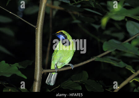 Goldene Fronted Leafbird, Chloropsis aurifrons Stockfoto