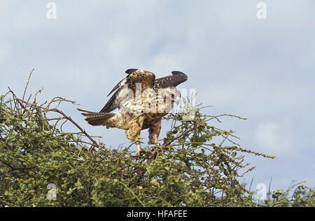 Galapagos Falke, Buteo Galapagoensis, ausziehen Stockfoto