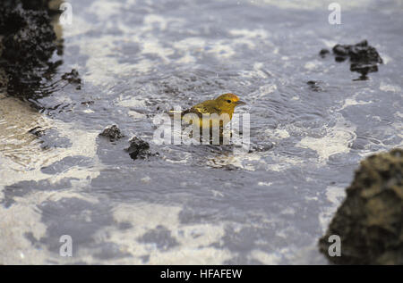 Schnäpperrohrsänger, Dendroica Petechia, Erwachsenen Bad, Galapagos-Inseln Stockfoto