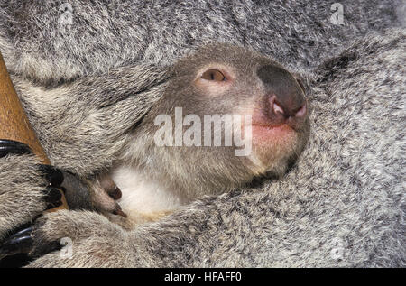 Koala, Phascolarctos Cinereus, Joey spähte aus seiner Mutter Beutel Stockfoto