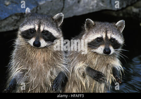 Waschbär, Procyon Lotor, paar Stockfoto