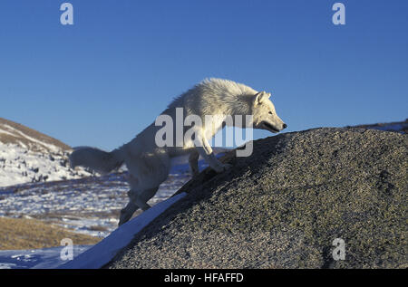 Arctic Wolf, Canis Lupus Tundrarum, Erwachsene auf Felsen, Alaska Stockfoto